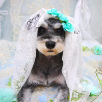 【池下店】2021年6月21日のワンちゃん達♪