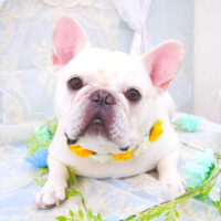 【池下店】2021年6月24日のワンちゃん達♪