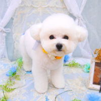 【池下店】2021年6月25日のワンちゃん達♪