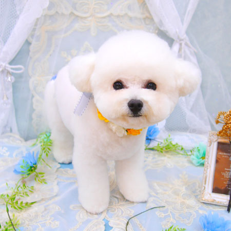 【池下店】2021年6月25日のワンちゃん達♪