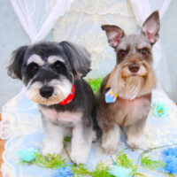 【池下店】2021年6月26日のワンちゃん達♪