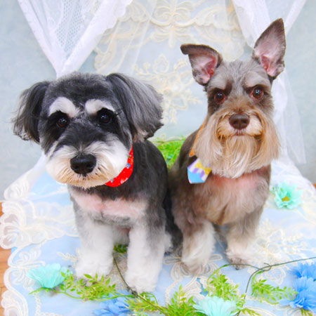 【池下店】2021年6月26日のワンちゃん達♪