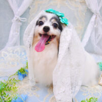 【池下店】2021年6月27日のワンちゃん達♪