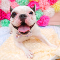 【池下店】2021年6月28日のワンちゃん達♪