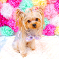 【池下店】2021年6月30日のワンちゃん達♪