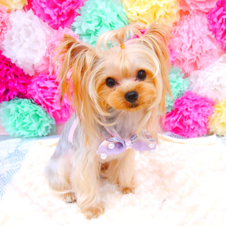 【池下店】2021年6月30日のワンちゃん達♪