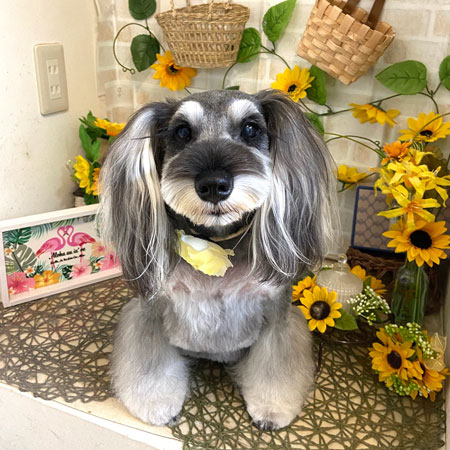 【本店】2021年7月15日のワンちゃん達♪