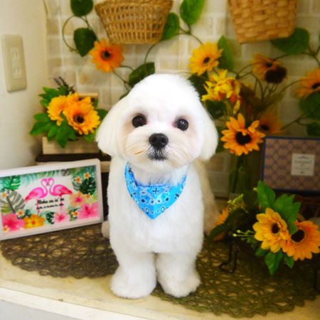 【本店】2021年7月1日のワンちゃん達♪