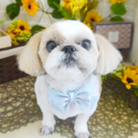 【本店】2021年7月2日のワンちゃん達♪