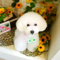 【本店】2021年7月3日のワンちゃん達♪