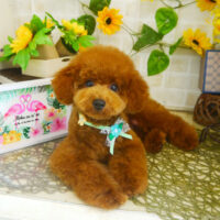 【本店】2021年7月4日のワンちゃん達♪