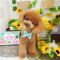 【本店】2021年7月5日のワンちゃん達♪