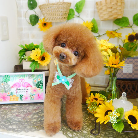 【本店】2021年7月5日のワンちゃん達♪