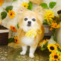 【本店】2021年7月8日のワンちゃん達♪