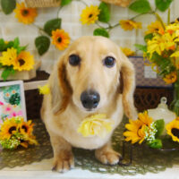 【本店】2021年7月9日のワンちゃん達♪