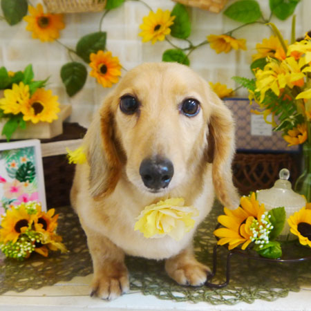 【本店】2021年7月9日のワンちゃん達♪