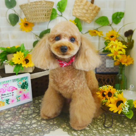 【本店】2021年7月10日のワンちゃん達♪