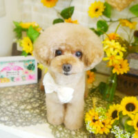 【本店】2021年7月11日のワンちゃん達♪