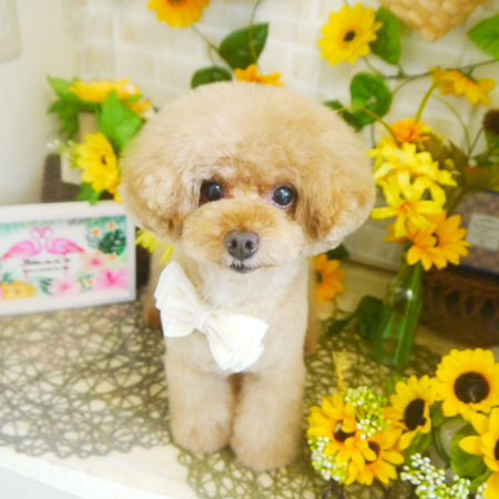 【本店】2021年7月11日のワンちゃん達♪