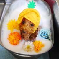 【本店】2021年7月12日のワンちゃん達♪