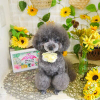 【本店】2021年7月16日のワンちゃん達♪