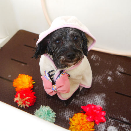 【本店】2021年7月17日のワンちゃん達♪