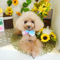 【本店】2021年7月18日のワンちゃん達♪