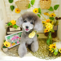 【本店】2021年7月19日のワンちゃん達♪