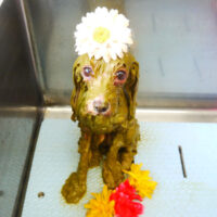 【本店】2021年7月22日のワンちゃん達♪