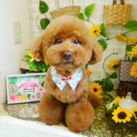 【本店】2021年7月23日のワンちゃん達♪