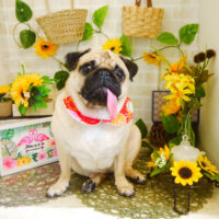 【本店】2021年7月24日のワンちゃん達♪