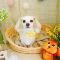 【本店】2021年7月25日のワンちゃん達♪