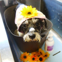 【本店】2021年7月26日のワンちゃん達♪