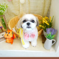 【本店】2021年7月28日のワンちゃん達♪