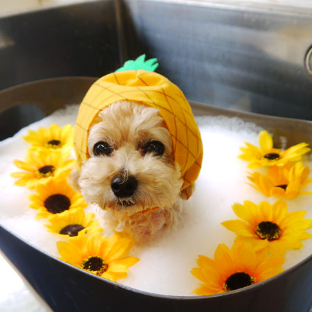 【本店】2021年7月29日のワンちゃん達♪