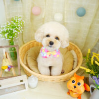 【本店】2021年7月30日のワンちゃん達♪