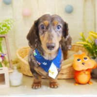 【本店】2021年7月31日のワンちゃん達♪