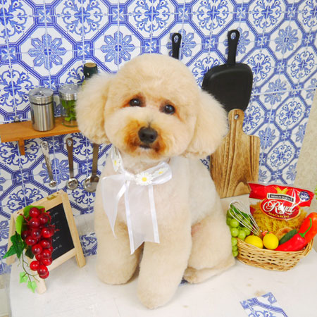 【山手店】2021年7月1日のワンちゃん達♪