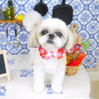 【山手店】2021年7月3日のワンちゃん達♪