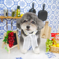 【山手店】2021年7月4日のワンちゃん達♪