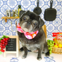 【山手店】2021年7月5日のワンちゃん達♪