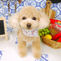 【山手店】2021年7月9日のワンちゃん達♪