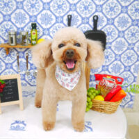 【山手店】2021年7月11日のワンちゃん達♪