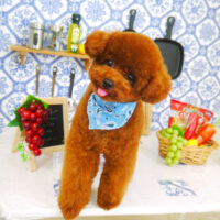 【山手店】2021年7月16日のワンちゃん達♪