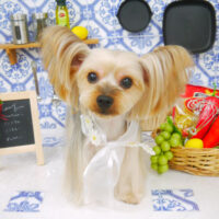 【山手店】2021年7月17日のワンちゃん達♪