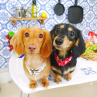 【山手店】2021年7月18日のワンちゃん達♪