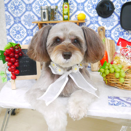 【山手店】2021年7月22日のワンちゃん達♪