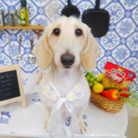 【山手店】2021年7月24日のワンちゃん達♪