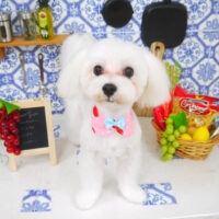 【山手店】2021年7月25日のワンちゃん達♪