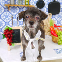 【山手店】2021年7月26日のワンちゃん達♪